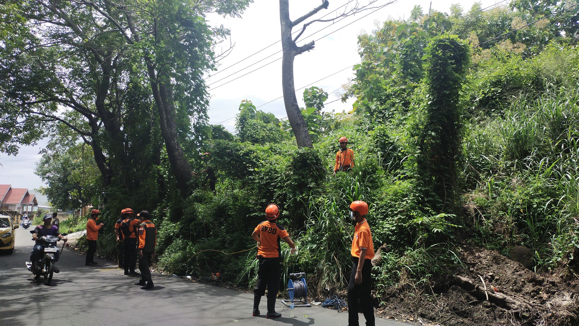 BPBD Kota Parepare Membabat Habis Pohon Yang Rawan Tumbang