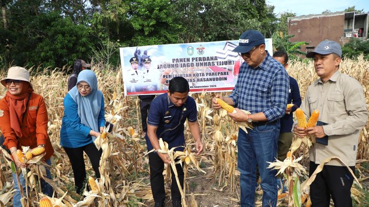Panen Perdana Jagung Jago Unhas, Parepare Siap Kembangkan Sentra Pembibitan Kota Parepare